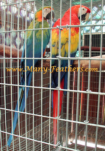 Catalina Macaw, Lilly & Scarlet Macaw, Gabriel