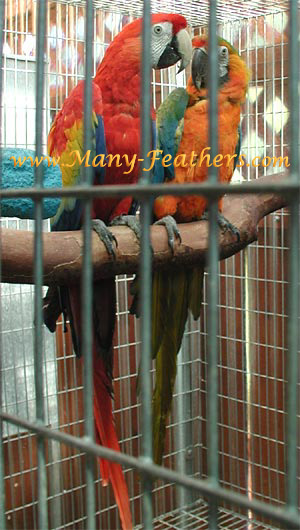 Proven 1st Generation Camelot Macaw Pair