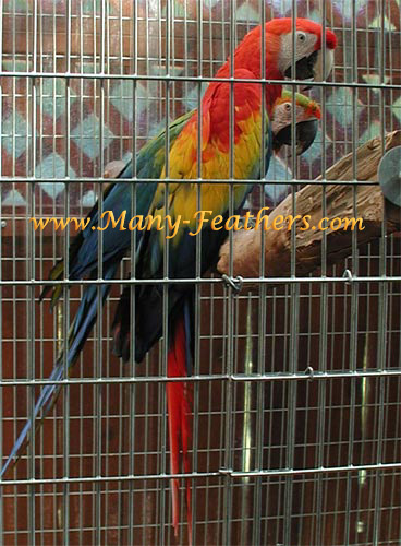 Catalina & Scarlet Macaw Lilly & Gabriel