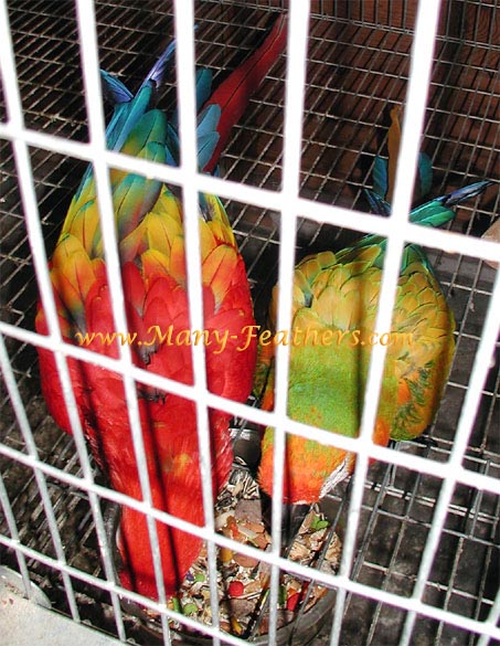 Scarlet Macaw & Camelot Macaw