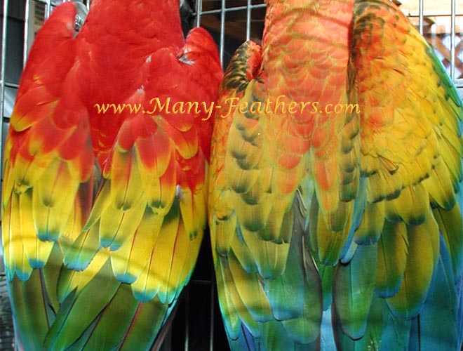 Hybrid Macaw Feathering