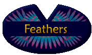 Macaw Feathers Gallery