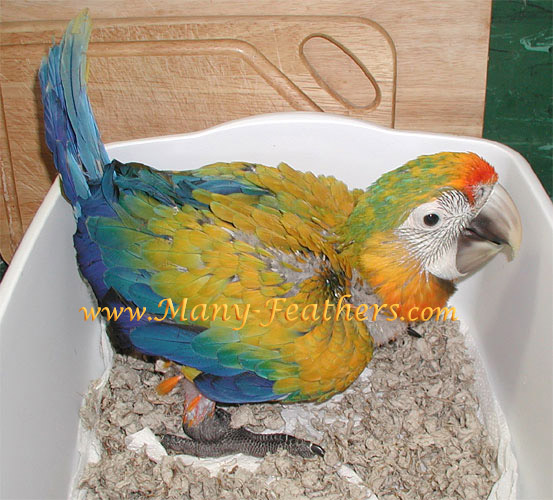 7 week old baby Camelina Macaw, Sundance