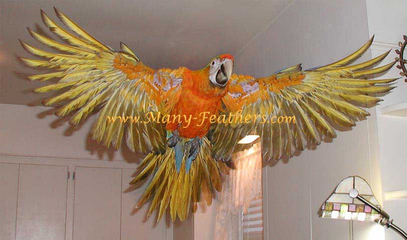 Baby Camelina Macaw, Sundance, fledging