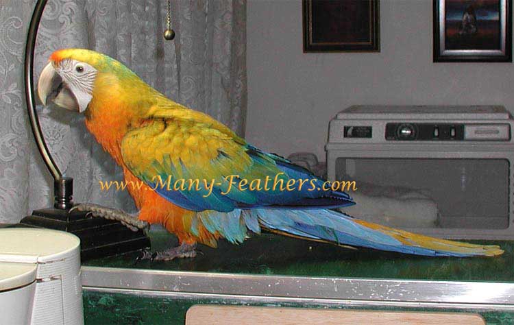 12 week old Camelina Macaw, Sundance