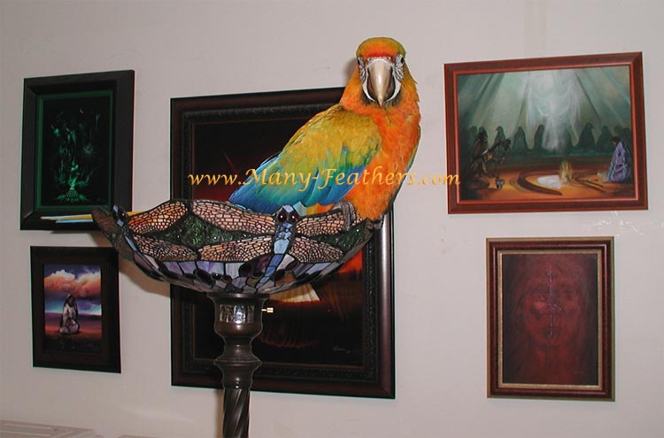 4 month old hybrid Camelina Macaw, Sundance