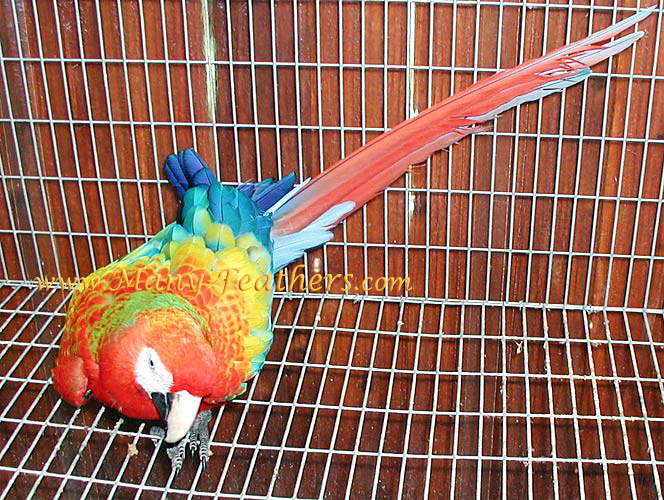 Red Dominant Camelot Macaw, Joseph