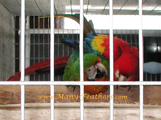 1st Generation Camelot Macaw Pair Mating