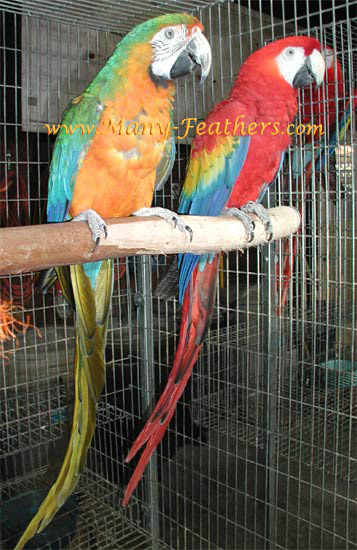 Proven Catalina Macaw hen & Scarlet Macaw  male