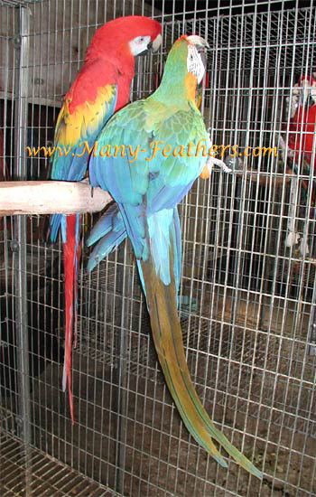 Camelot Macaw Proven Pair