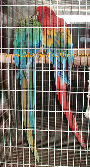 Proven Catalina Macaw hen & Scarlet Macaw male