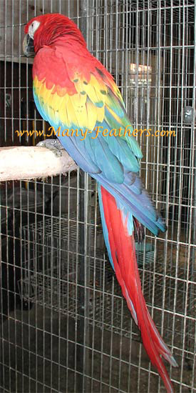 Scarlet Macaw, Maxfield