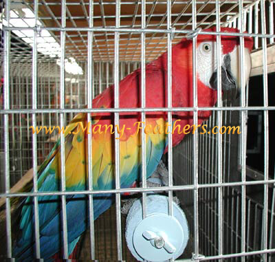 A happy Scarlet Macaw in front of his nest box