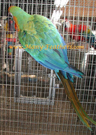 Catalina Macaw, Molly