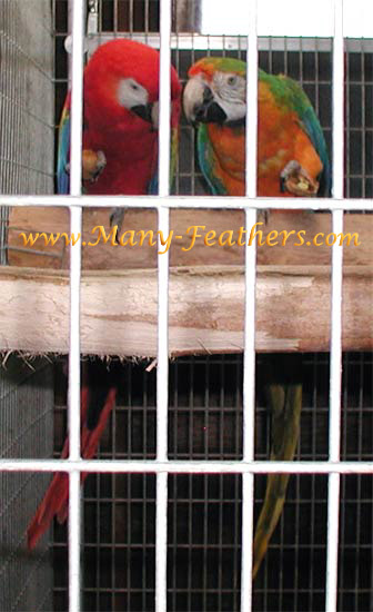 Scarlet & Catalina Macaw pair