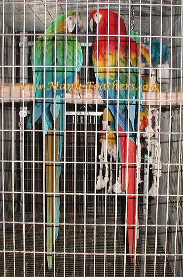 Catalina Macaw, Molly & Scarlet Macaw, Maxfield