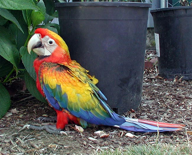 Baby Camelot Macaw - Hatch 6/24/10