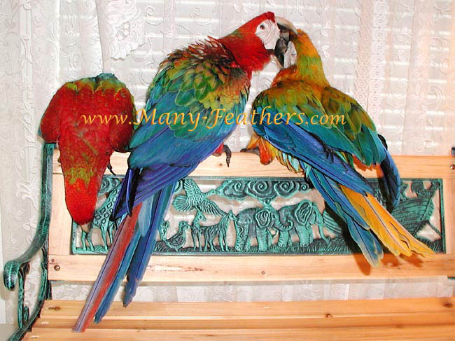 15 week old Camelot Macaws on 7/20/07