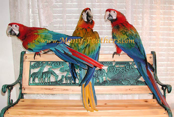 Baby Camelot Macaws, Tyko, Squeaky  &  Kenobi