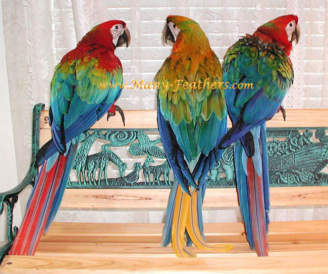 Red & Orange Camelot Macaw babies