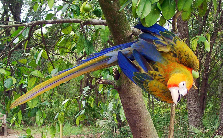 6 month old Camelot Macaw, Mango!