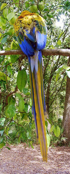 Yellow Dominant Camelot Macaw, Mango