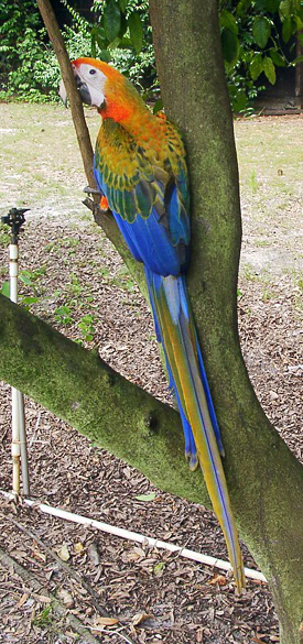 Mango is Beautiful!