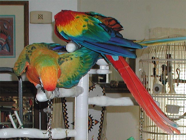 Look at the Beautiful Colors!