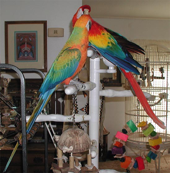 Such Pretty Birds!