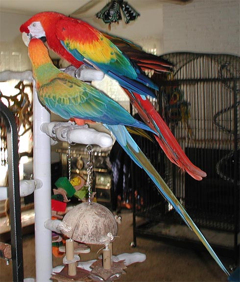 Camelot & Scarlet Macaw kissing