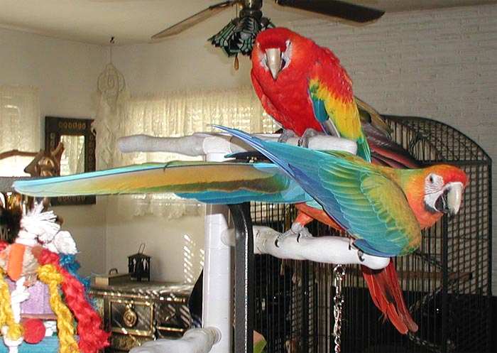 Camelot Macaw, Gucci, and Scarlet Macaw, Teddy