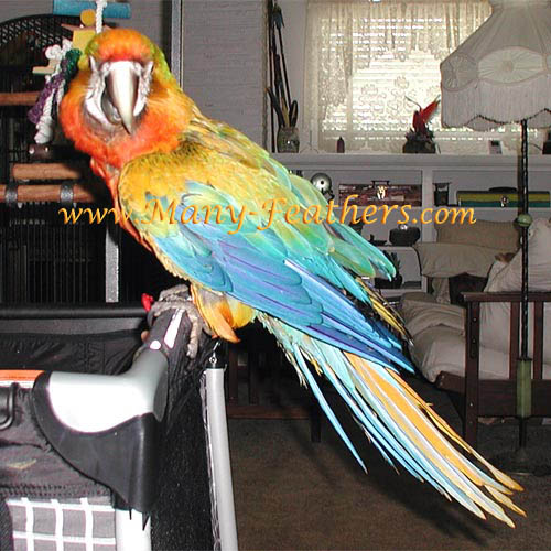 14 Week Old Camelot Macaw