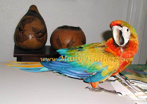 14 Week Old Camelot Macaw, Squeaky 