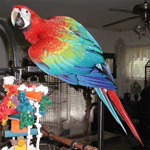 4 month old baby Camelot Macaw, Tyko
