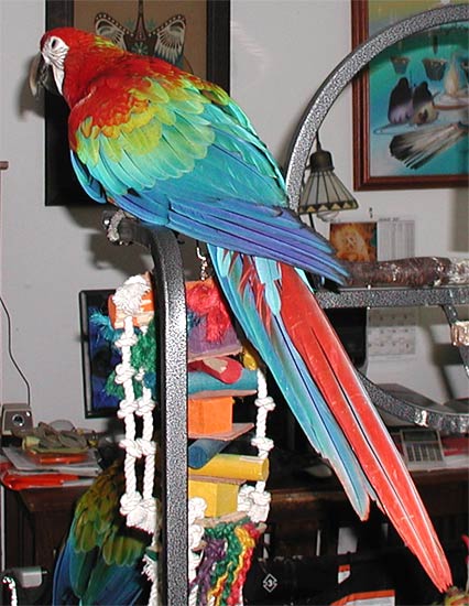 Back view of baby Camelot Macaw, Tyko