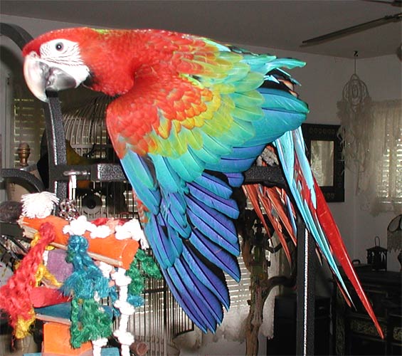Tyko stretches out his wing