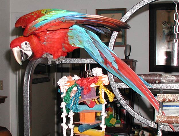 4 month old red dominant Camelot Macaw baby