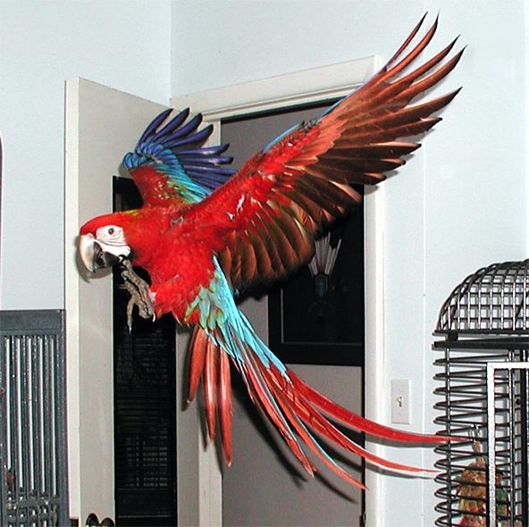 Tyko coming in for landing
