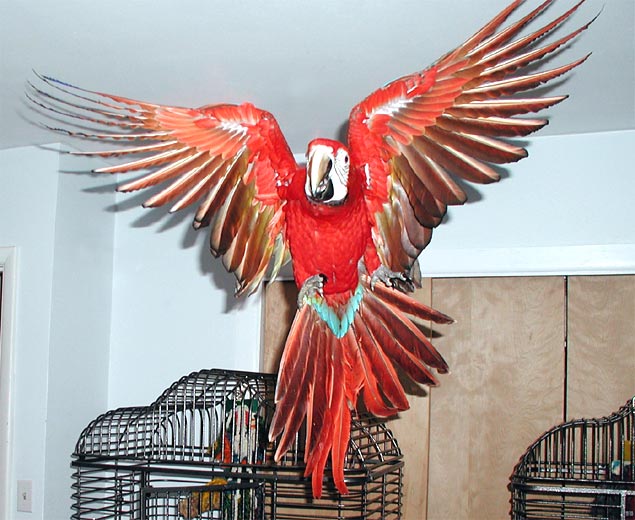 Camelot Macaw, Tyko, taking off