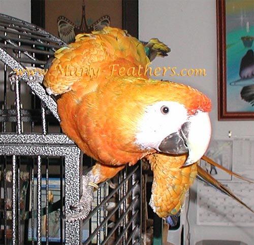 Hybrid Capri Macaw, Blondie