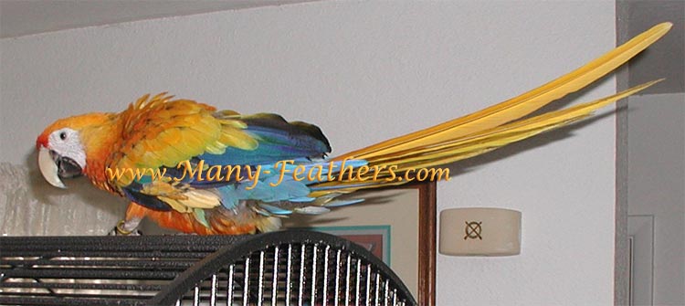 Hybrid Capri Macaw, Blondie