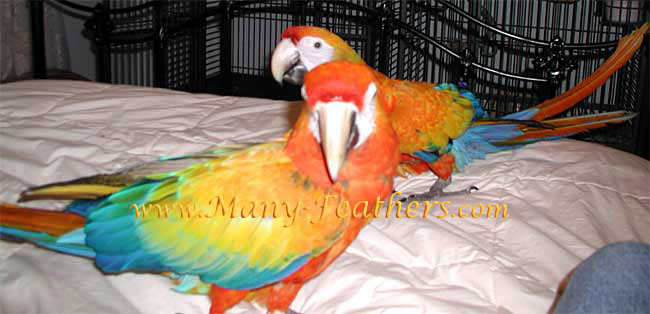 Capri Macaw Brothers