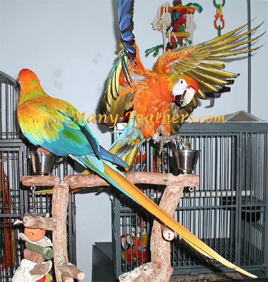 Capri Macaw brothers, Phoenix & Liberty