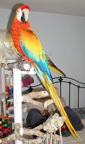 Capri Macaw, Liberty