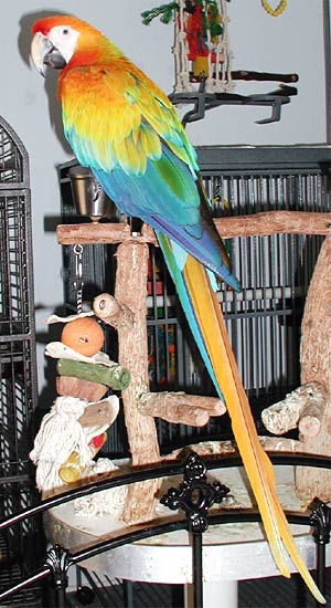 Capri Macaw, Liberty