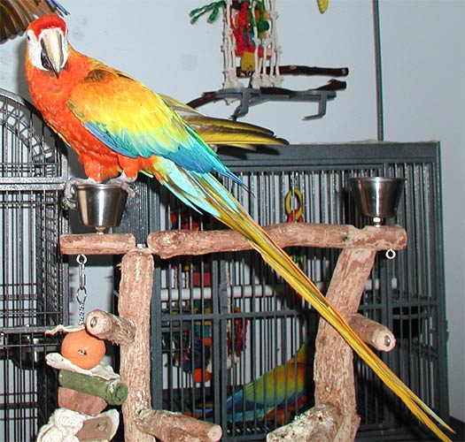 Hybrid Capri Macaw, Liberty
