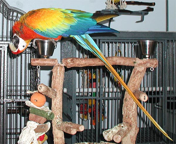 2 yr old hybrid Capri Macaw, "Liberty" on 6/19/05