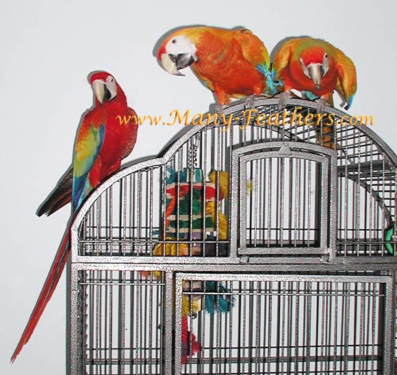 Capri Macaw Siblings