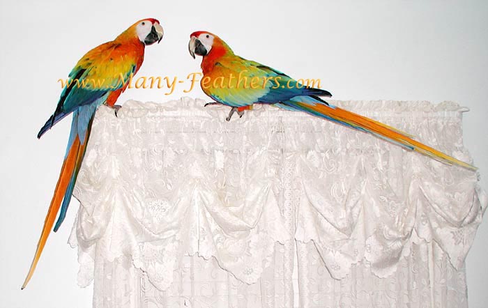 Macaws