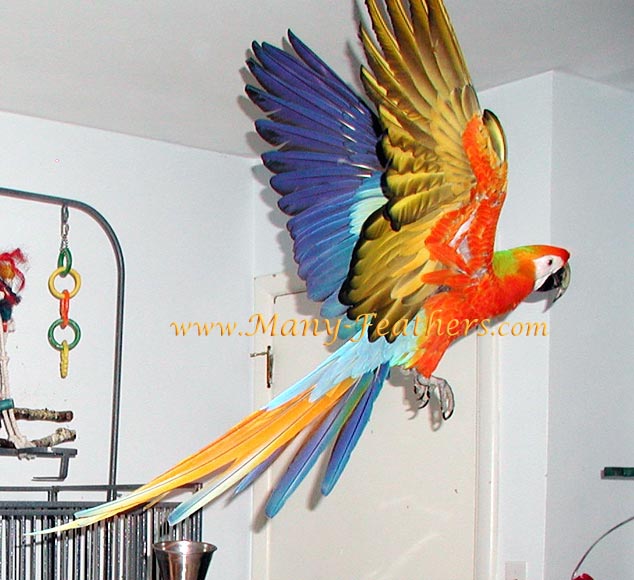 Macaw+parrot+flying